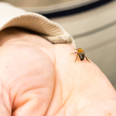 episode Bienen im Stechtest: Während manche zögern, stechen andere direkt zu artwork
