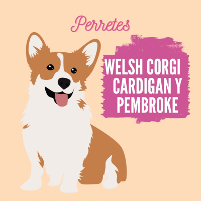episode Welsh Corgi Cardigan y Pembroke artwork