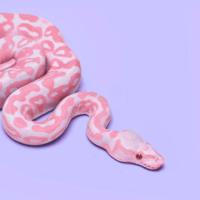 episode Riesgos y beneficios de la tecnología en el desarrollo de la biología artwork