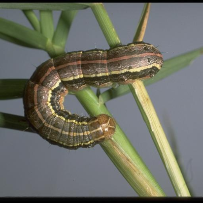 episode Part 1: Fall Armyworms Don't Eat Healthy Food Plots! (or any pest insect for that matter!) artwork