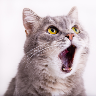 episode Historias del Valle sin Retorno: Bigotes de gato / Whiskers artwork