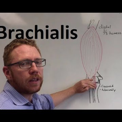 episode Brachialis | Muscle Anatomy artwork