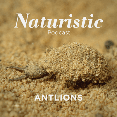 episode 8 - Antlions artwork