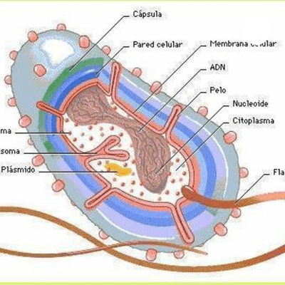 Célula Bacteriana.