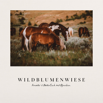 WILDBLUMENWIESE - Ein Pferdepodcast