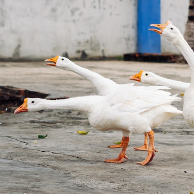 episode Geese artwork