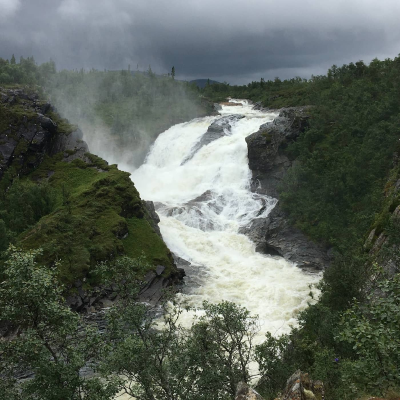 episode En regnskog i miniatyr – upptäck Sveriges mest sällsynta skogstyp artwork