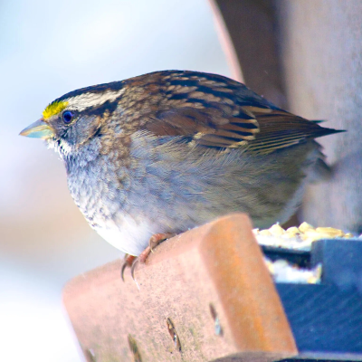 episode Green Visions: Wisconsin Fat Bird Week 2025 artwork