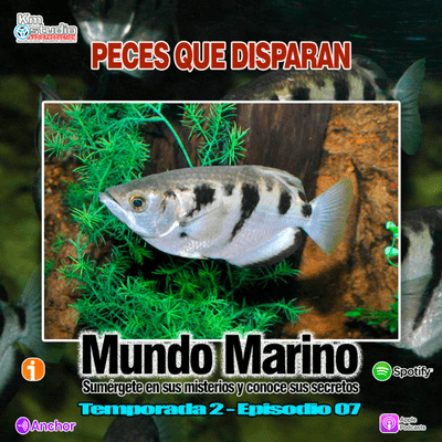 episode PECES QUE DISPARAN artwork