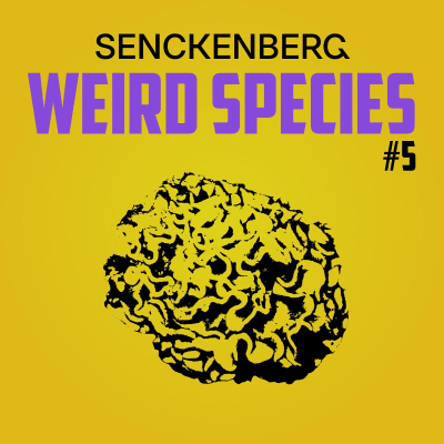 episode Weird Species #5: Deep sea brains – Xenophyophores artwork