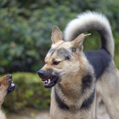 episode Does Your Dog Want to Fight Other Dogs? artwork