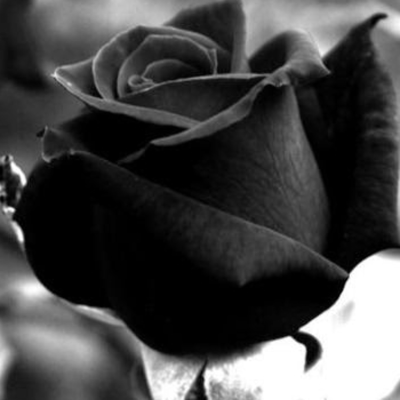 episode 11-01-19 Rosas negras, nudos y suspensión artwork