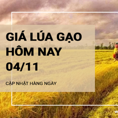 episode Giá lúa gạo hôm nay 4/11: Giá gạo tăng nhẹ 50 đồng/kg; giá lúa ổn định artwork