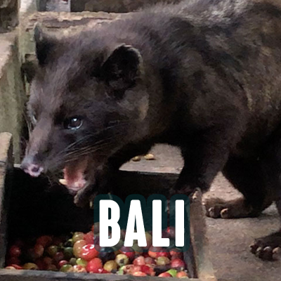 episode BALI: I Paid to Drink Cat Poop Coffee (And I’d Probably Do It Again) artwork