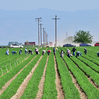 episode Fear of ICE raids keeps California farm workers on edge artwork