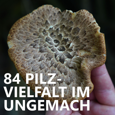 episode #84 Pilzvielfalt im Ungemach artwork