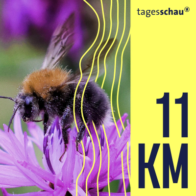 episode Wild, nützlich, bedroht: Wildbienen in Deutschland artwork