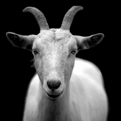 episode #37 Cabras que hacen ejercicios mentales y más [Buenas Noticias (Ciencia, Tecnología y Estilo de Vida)] artwork