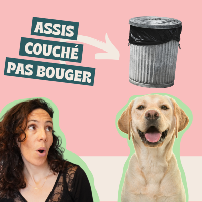 episode Les VÉRITABLES bases de l'ÉDUCATION CANINE - Par quoi commencer ? artwork