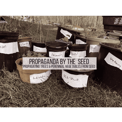 episode Propaganda By The Seed: Propagating Trees & Perennial Vegetables From Seed artwork