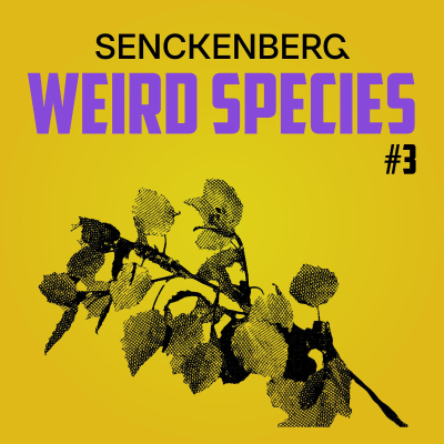 episode Weird Species #3: Populus tremula – Plants and their plans artwork