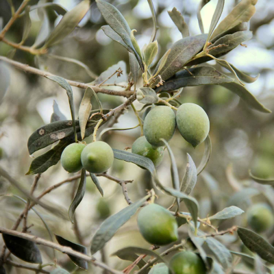 episode #176 Olijfolie oogst, boeken voor foodies en wintergerechten artwork