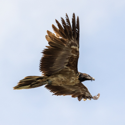episode Forschungsreise: Bartgeier Vinzenz‘ kurioser Flug an die Nordsee artwork