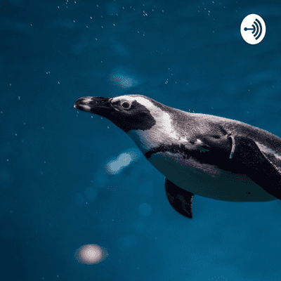 Adaptaciones fisiológicas de los pingüinos al bucear