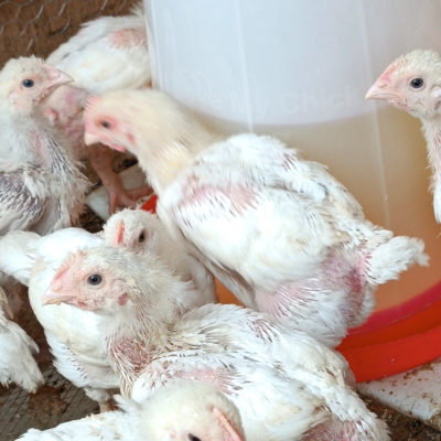 episode What You Need to Know Before Starting a Poultry Farm artwork