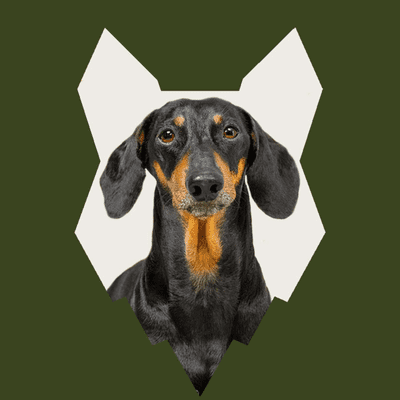 episode When Should My DACHSHUND Get Their Vaccination artwork