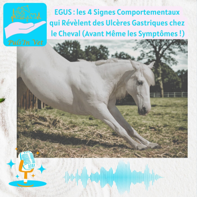 episode EGUS : les 4 Signes Comportementaux qui Révèlent des Ulcères Gastriques chez le Cheval artwork