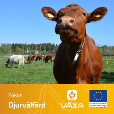 episode Fokus Djurvälfärd - Forska på djurvälfärd artwork