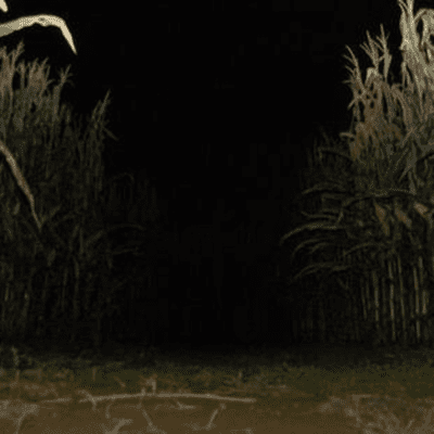 episode La presencia en el campo de maíz artwork
