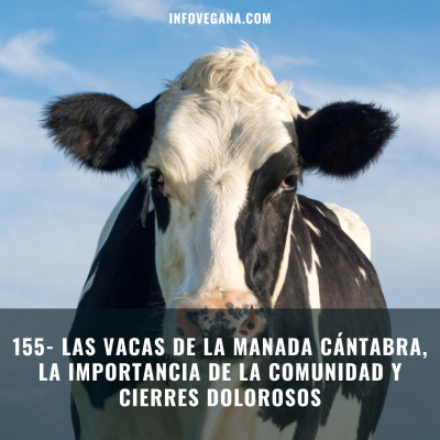 episode 155- LAS VACAS DE LA MANADA CÁNTABRA, LA IMPORTANCIA DE LA COMUNIDAD Y CIERRES DOLOROSOS | Infovegana artwork