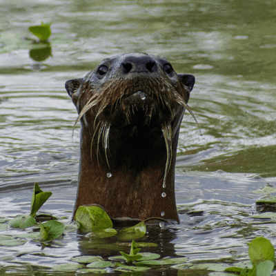 episode Otter- Cute and ferocious artwork