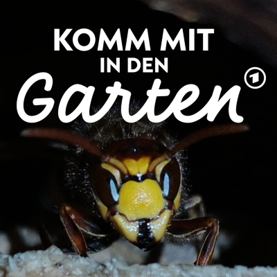 episode Wespen im Garten: Was hilft? artwork