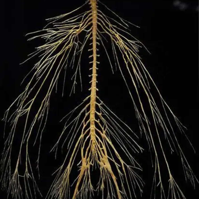episode Make America Healthy Again: The Vital Role of Chiropractic in Supporting Nervous System Function artwork