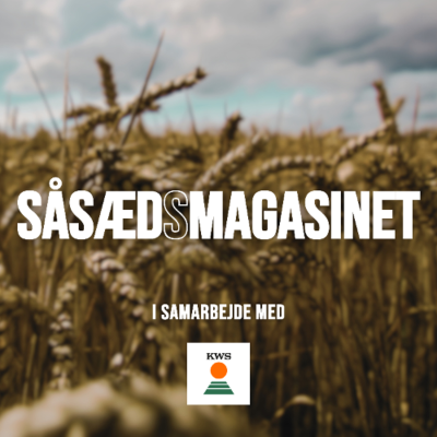 episode Såsædsmagasinet 2025 - December: Årets sidste markslag - Majs-rekorder og roer i topform! artwork