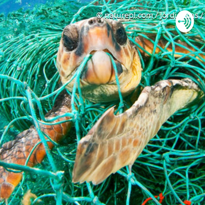 episode CÓMO AFECTA EL PLÁSTICO A LOS ANIMALES EN EL OCÉANO artwork