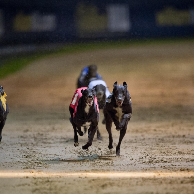 episode Greyhound Podcast - William Hill Greyhound Derby Second Round artwork