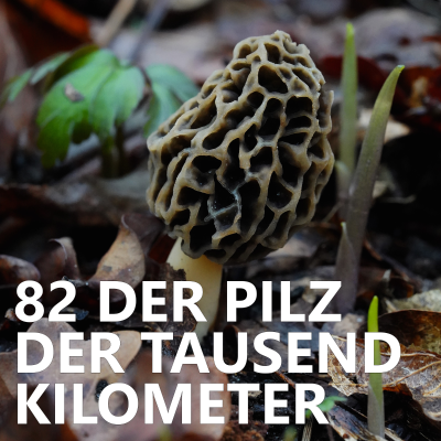 episode #82 Der Pilz der tausend Kilometer artwork