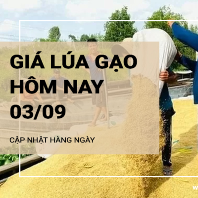 episode Giá lúa gạo hôm nay ngày 03/09/2024: Tiếp tục đà đi ngang artwork