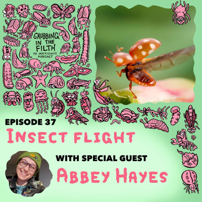 episode Insect Flight with Abbey Hayes artwork
