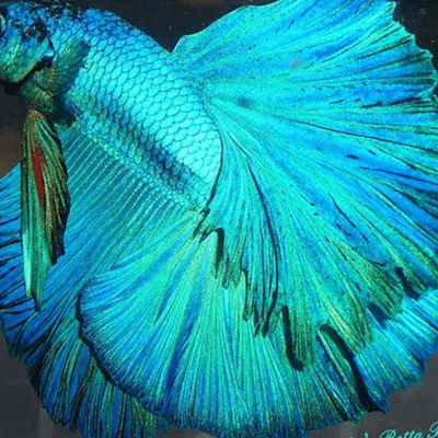 episode Halfmoon Betta Standards - Betta Time artwork