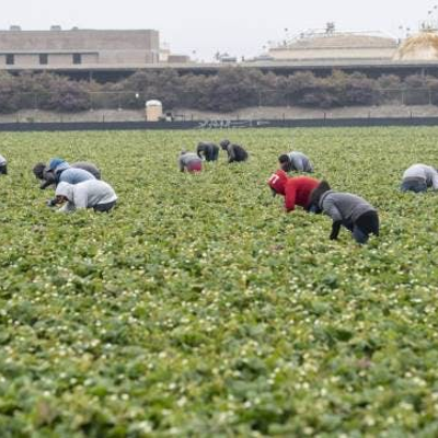 episode Pesticides Pose Significant Risk For Pregnant Farmworkers On Central Coast artwork