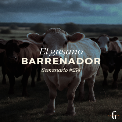 episode El gusano barrenador artwork