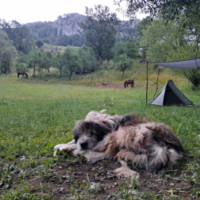 episode Tierkommunikation - Forestpod artwork