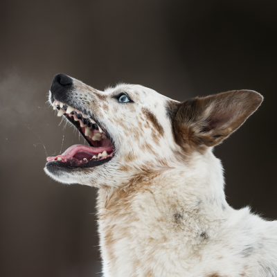 episode 84. My Reactive Dog Flipped Out- Now What? artwork
