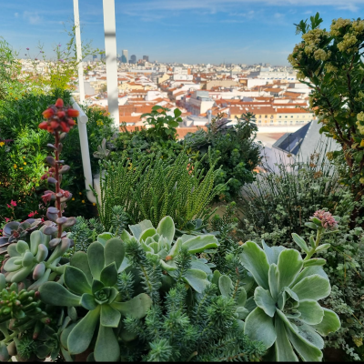 episode Meterse en un jardín | Plantas suculentas artwork