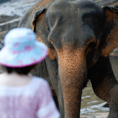 episode EP 23: The Elephant Story (Limiting Beliefs) artwork